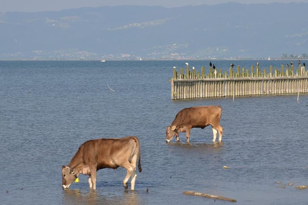 Bodensee Apartments, Sauna, Lake Walks, Free Parking, Self Checkin, Nature Reserve, Restaurants Nearby Gaissau  Esterno foto